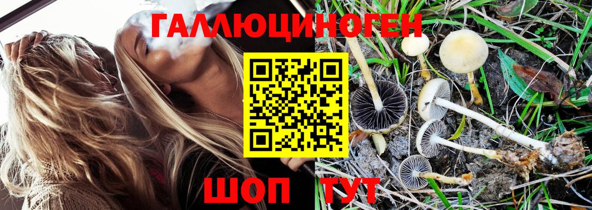 Псилоцибиновые грибы Psilocybine cubensis Гурьевск